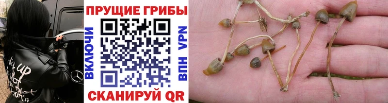 OMG зеркало  darknet состав  Выкса  Псилоцибиновые грибы Psilocybine cubensis  купить наркотики сайты 
