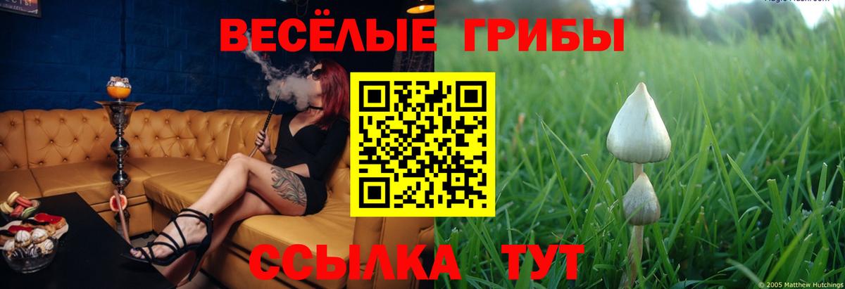 Выкса  Псилоцибиновые грибы GOLDEN TEACHER  Галлюциногенные грибы прущие грибы  Вход с VPN 
